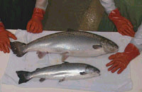 fish